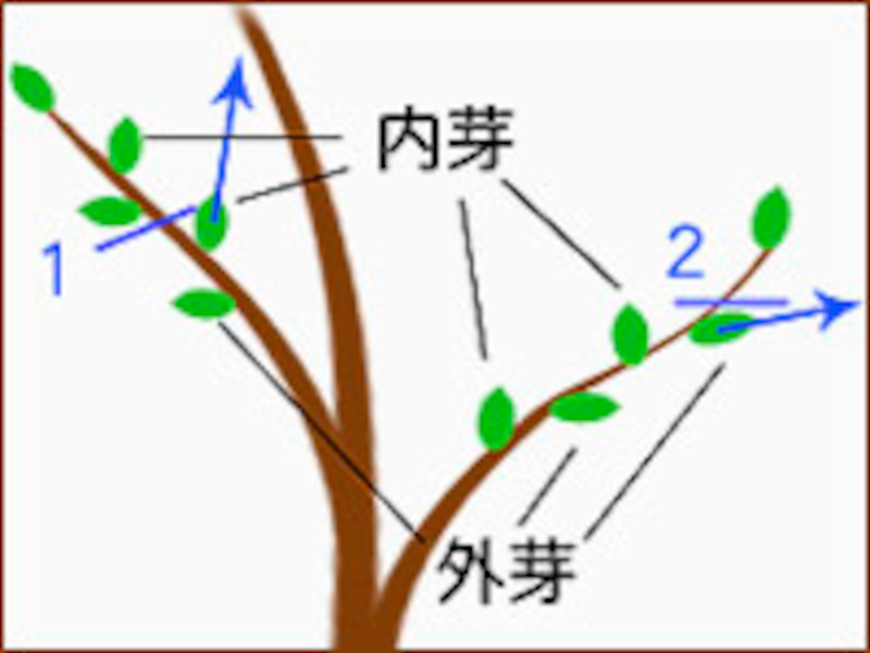 庭木の剪定を自分でやる基本の方法と整枝のコツ 植木 庭木 All About