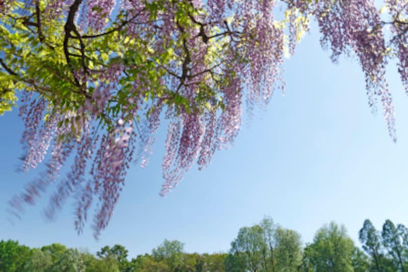 フジは枝の側芽に花をつける