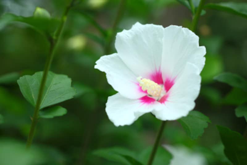 ムクゲは新しく伸びた枝に花がつく