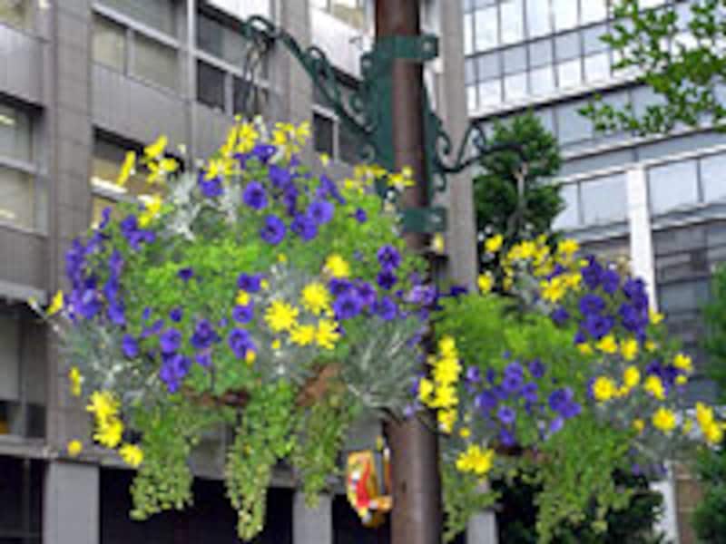 ハンギングバスケット