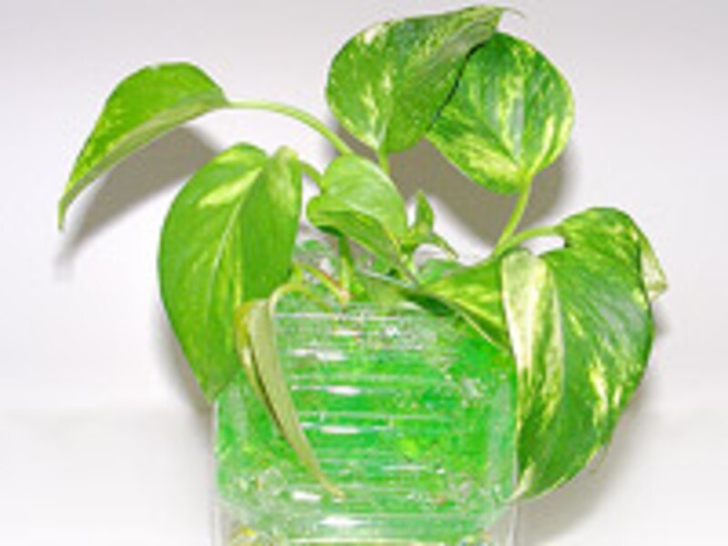 3 3 クリーンに楽しむ インドアグリーン ガーデニング 園芸 All About