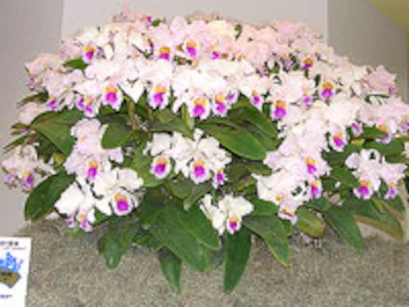 蘭の大賞花