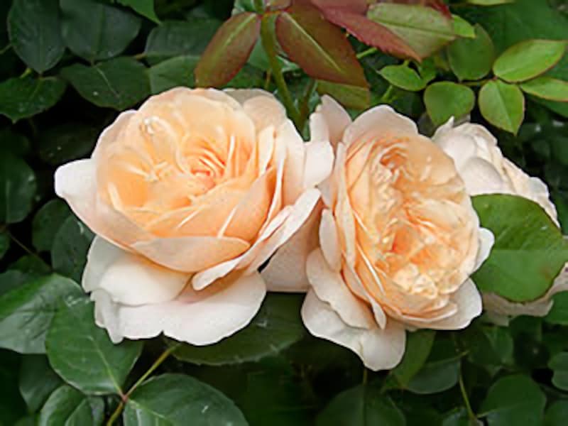 できるだけ農薬を使わずに、美しいバラを咲かせたい