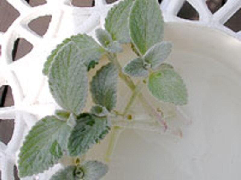 挿し穂の水揚げ