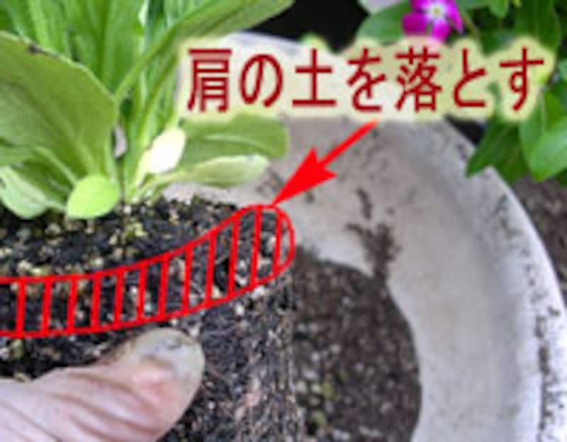 苗の肩の土を落とす