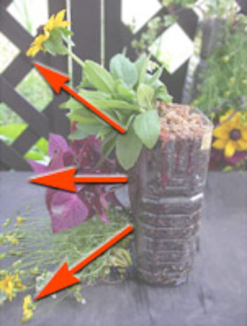 苗の向きに注意