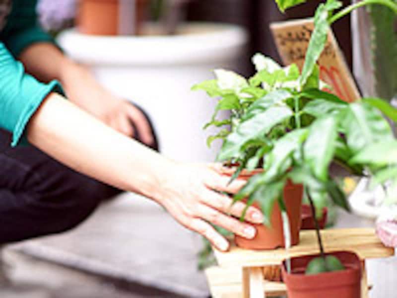 Vol 9見切り品は 買い ですか ガーデニング 園芸 All About