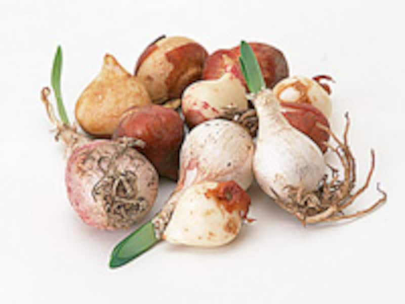 球根植物図鑑 – 球根 種類 見分け方 – ALQO