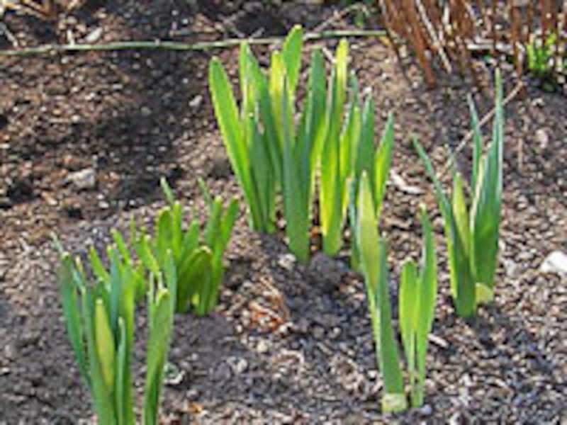 スイセンの芽出し