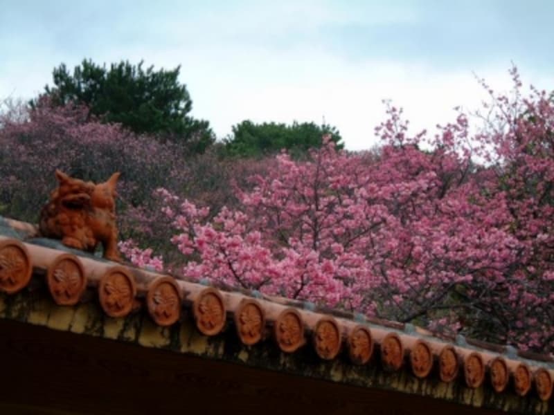 【沖縄】名護中央公園の桜とシーサー