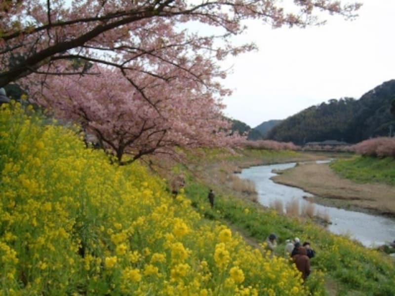 【静岡】下賀茂みなみの桜と菜の花