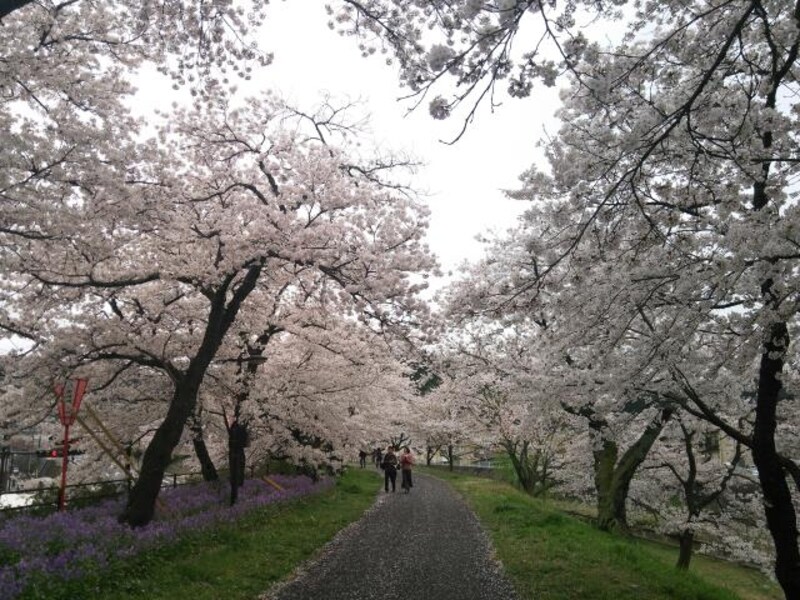【島根】斐伊川堤防桜並木