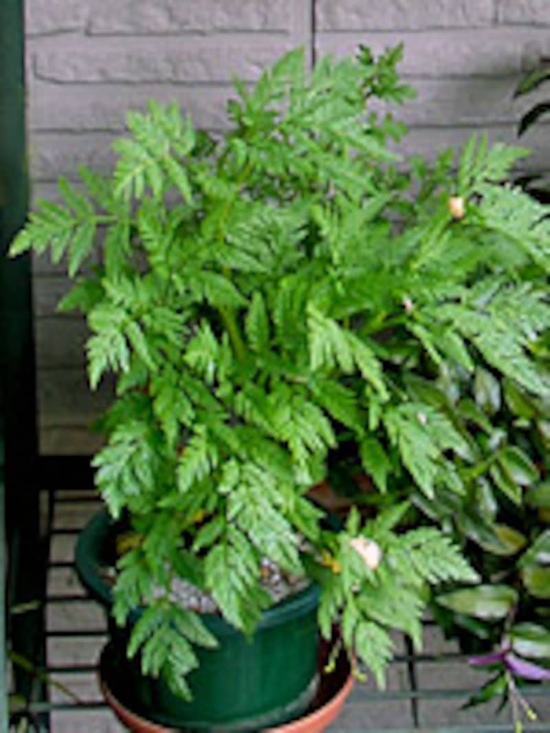 フクジュソウの葉