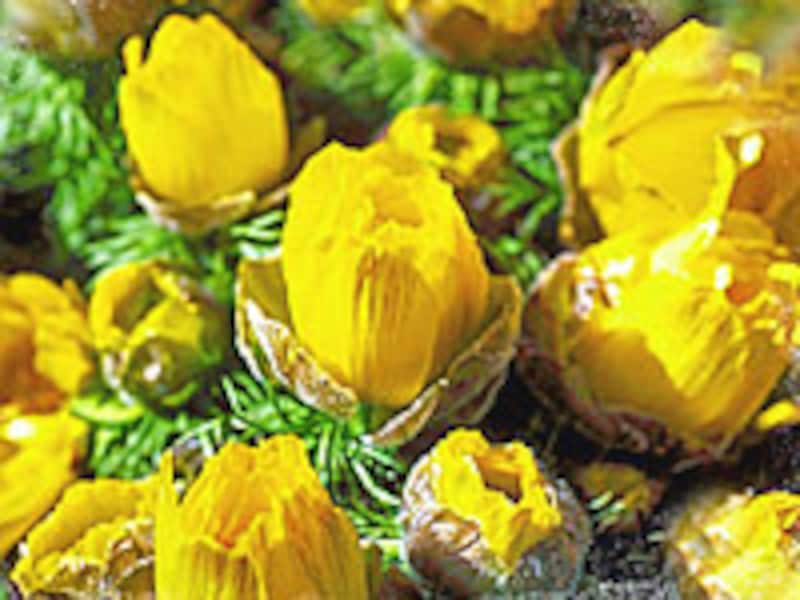 フクジュソウの蕾