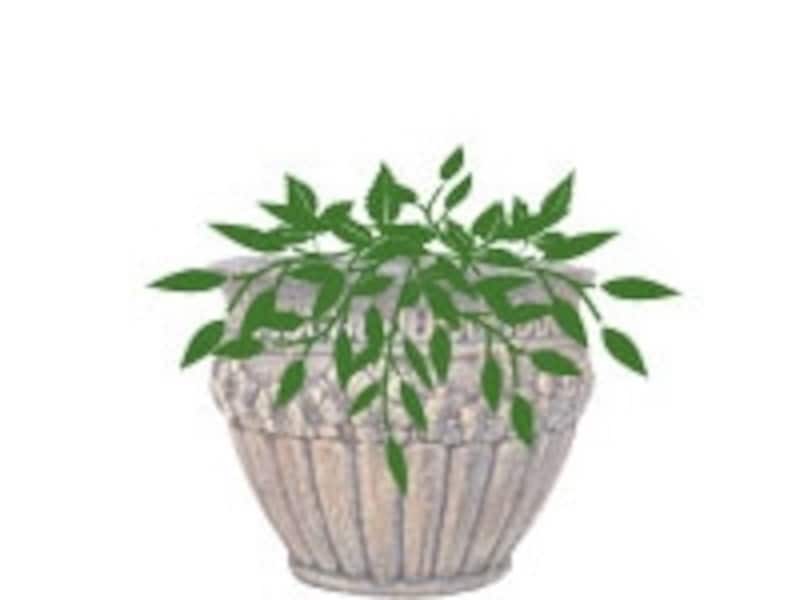 植物のフォルムに注目