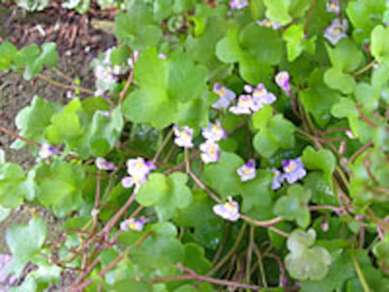 コロセウムアイビー