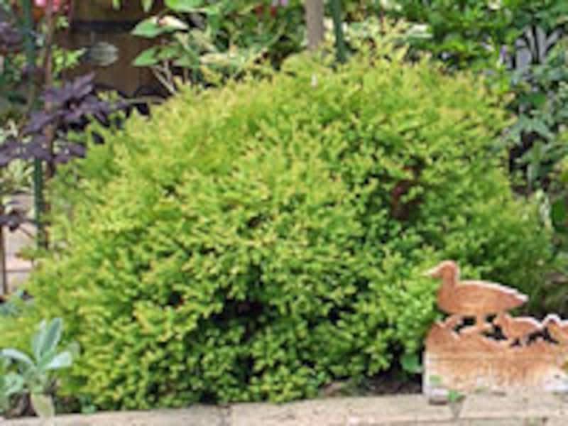 ラインゴールド