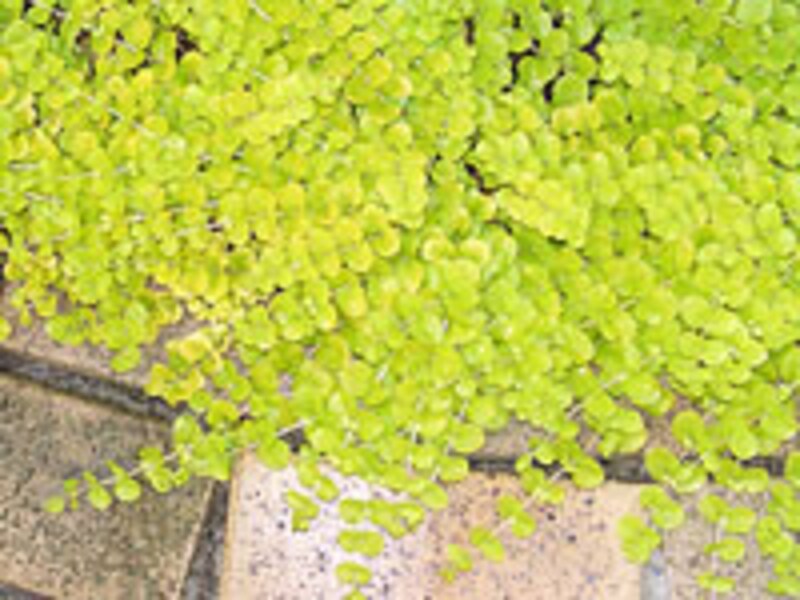 リシマキア・ヌンムラリア