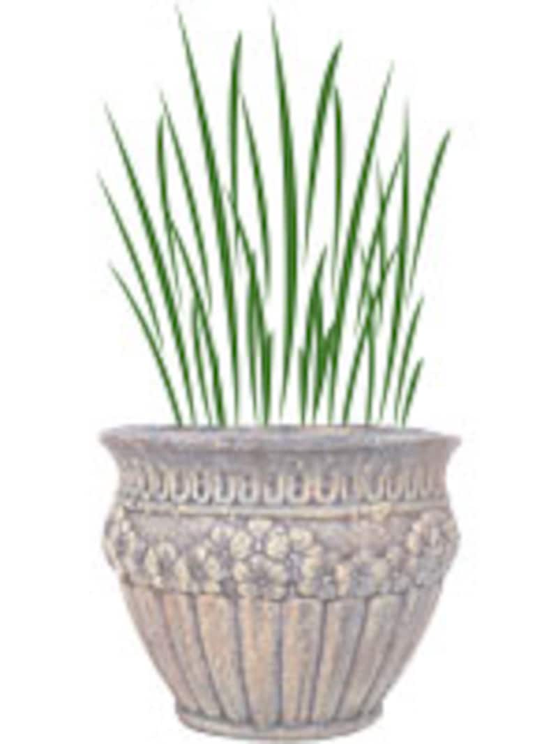 線を描く植物のみ