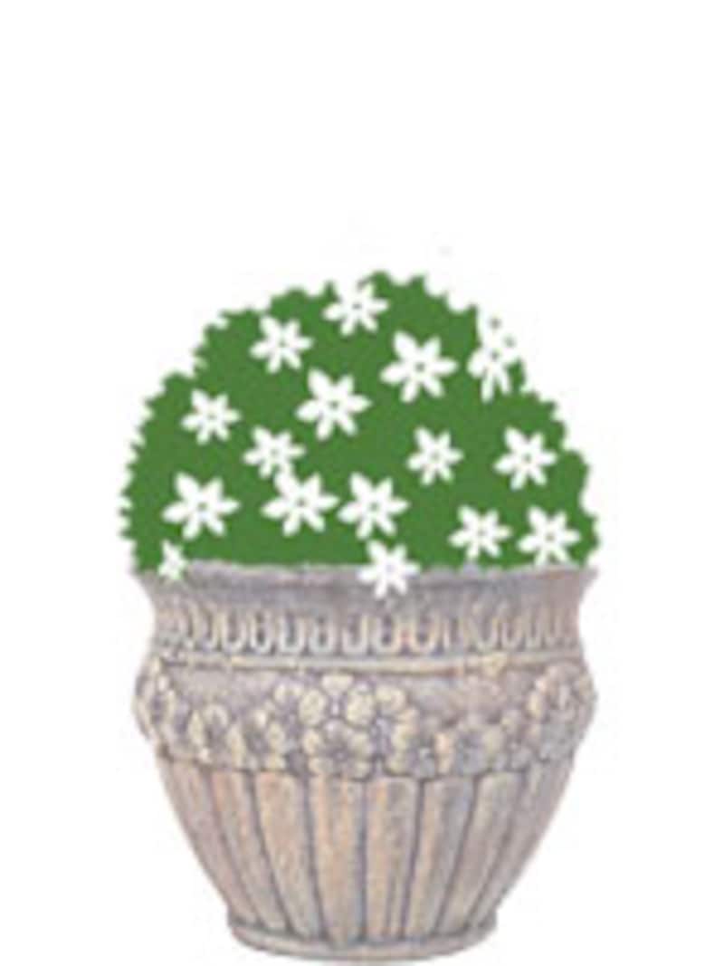 丸く茂る植物のみ