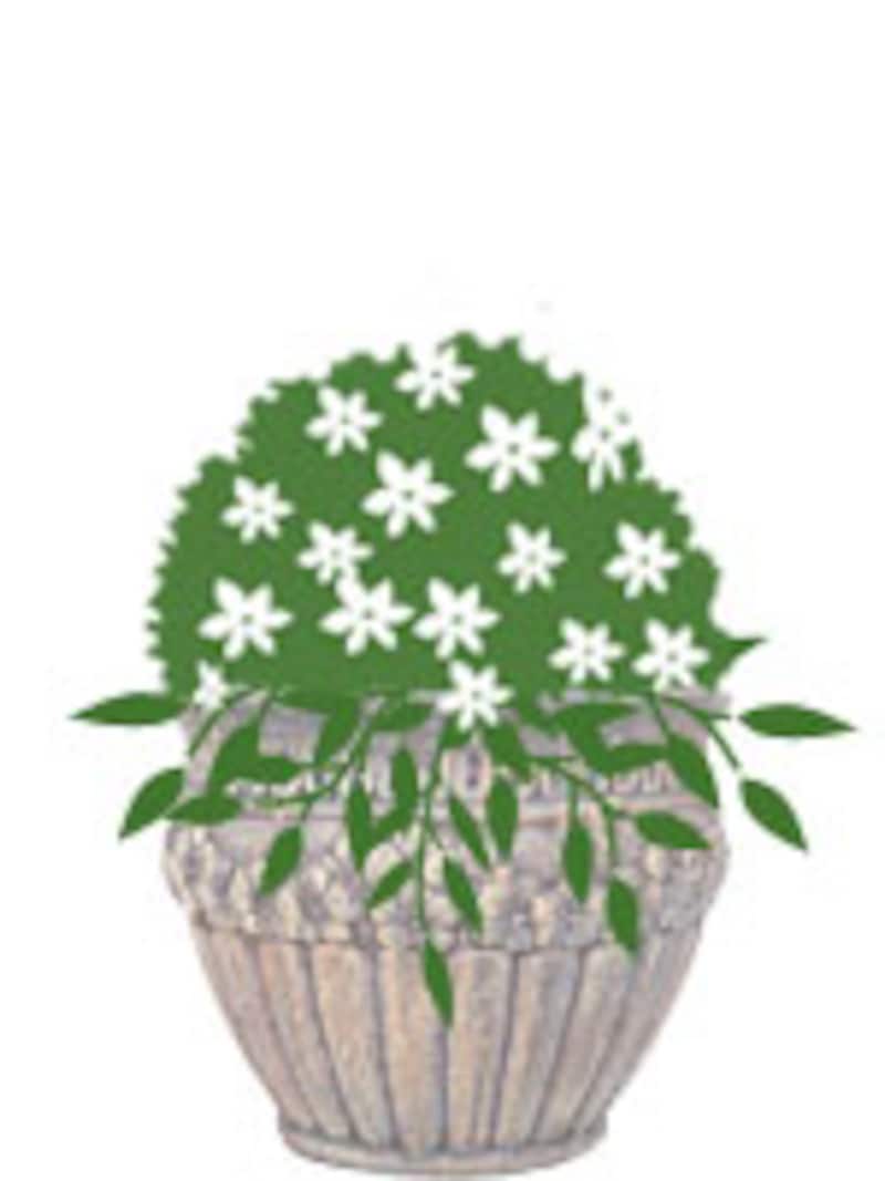 面+グランドカバー