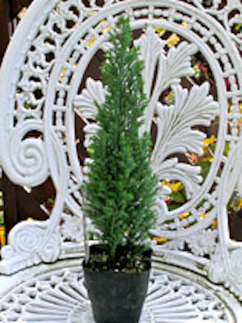 シルバースター