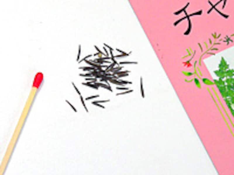 チャービルの種