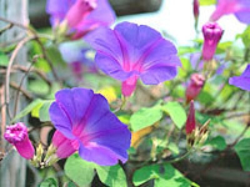 植物の葉脈の観察を自由研究のテーマに