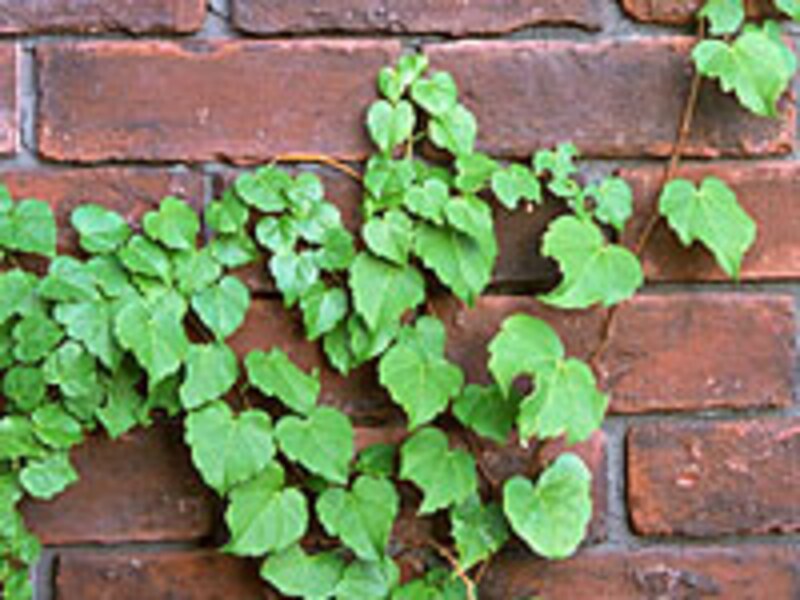 Vol 4 グランドカバーを使いこなそう ガーデニング 園芸 All About