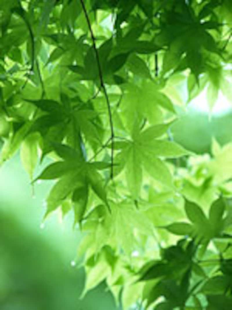 新緑のモミジ