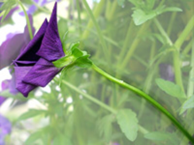 いまさら聞けない ガーデニングの ガーデニング 園芸 All About