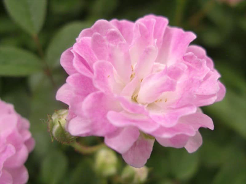 バラ鉢植え部門大賞株