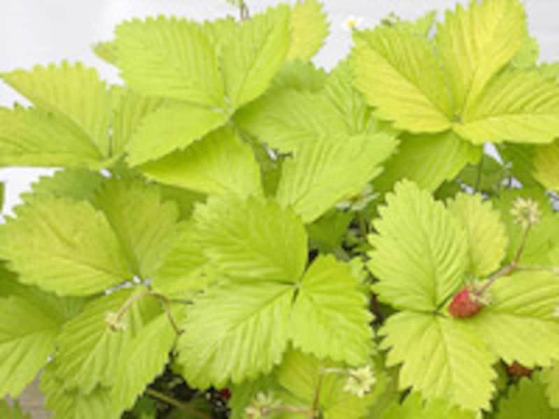 ワイルドストロベリーの育て方 植え付け時期や殖やし方 ガーデニング 園芸 All About ワイルドストロベリーの育て方 植え付け時期や殖やし方 ガーデニング 園芸 All About