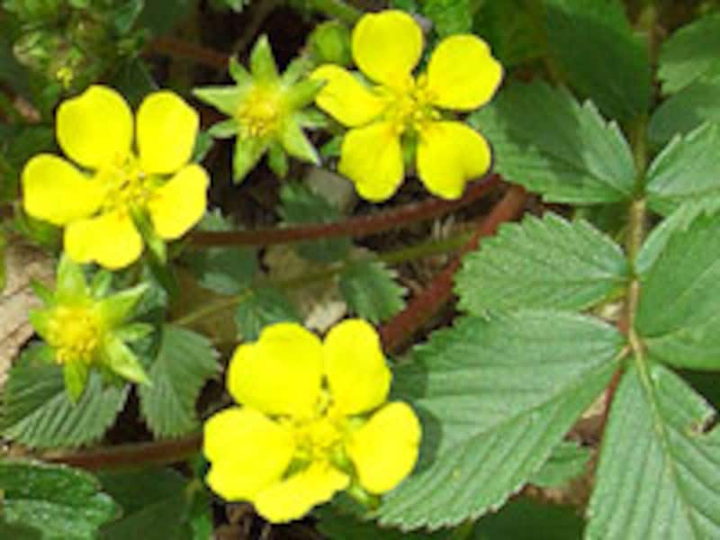 ヘビイチゴの花