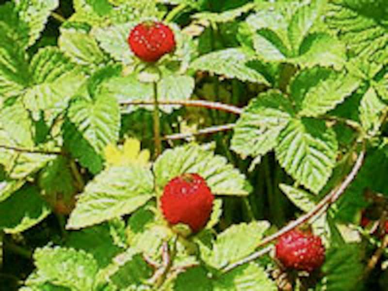 ヘビイチゴの実