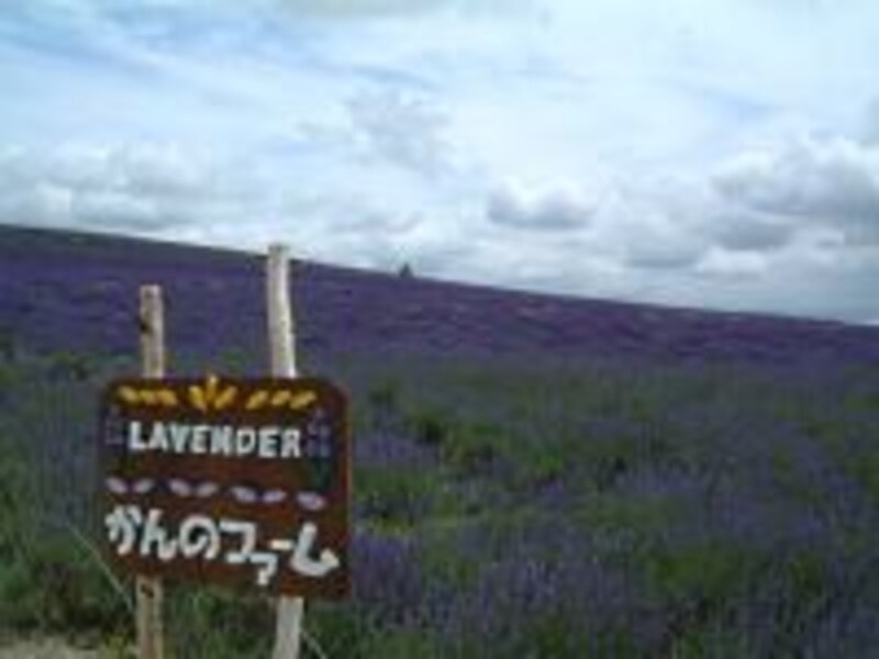 【北海道】富良野・かんのファームのラベンダー畑