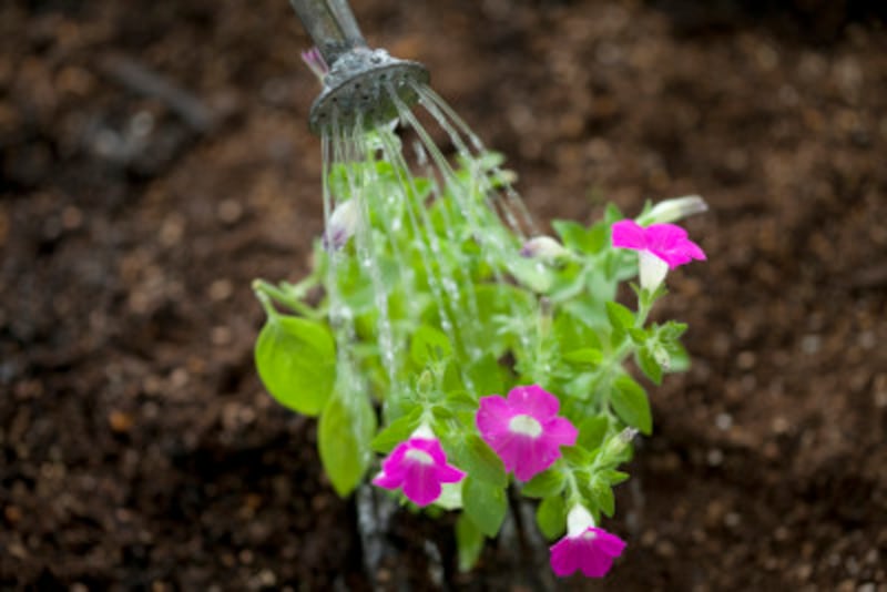 植物の 水やり ここがポイント やりがちな水やりng例 ガーデニング 園芸 All About