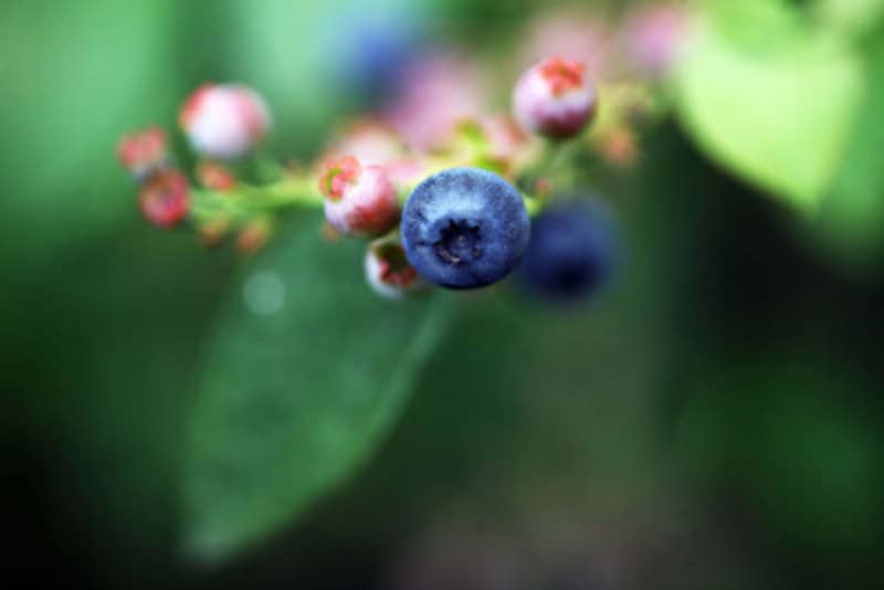 ブルーベリーは2本植えて