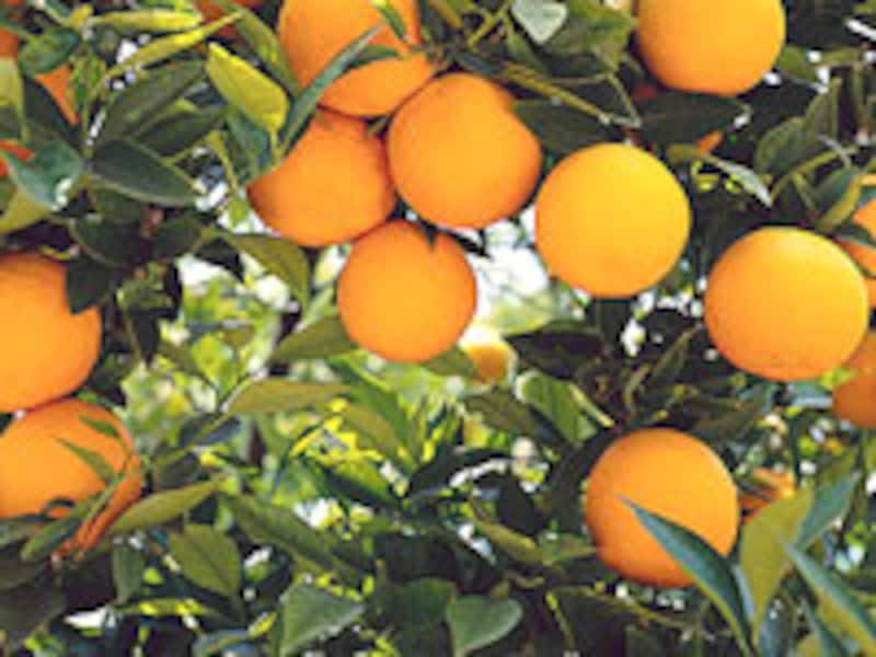 果樹を庭で栽培できるおすすめの品種 植木 庭木 All About