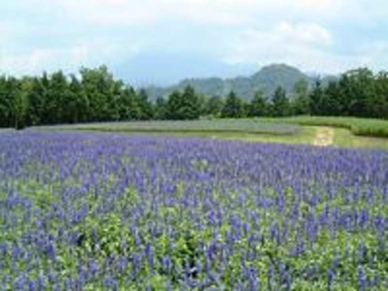 《米子》とっとり花回廊・ブルーサルビアと大山