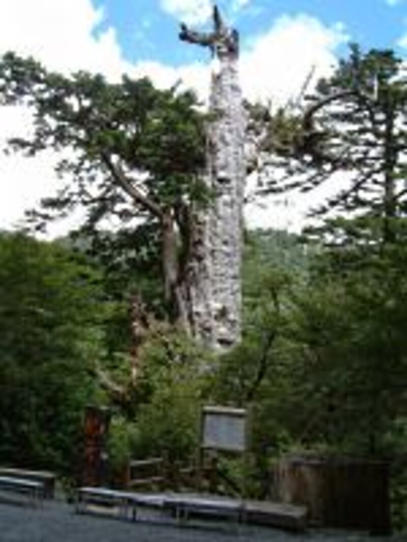 《屋久島》樹齢3000年の紀元杉