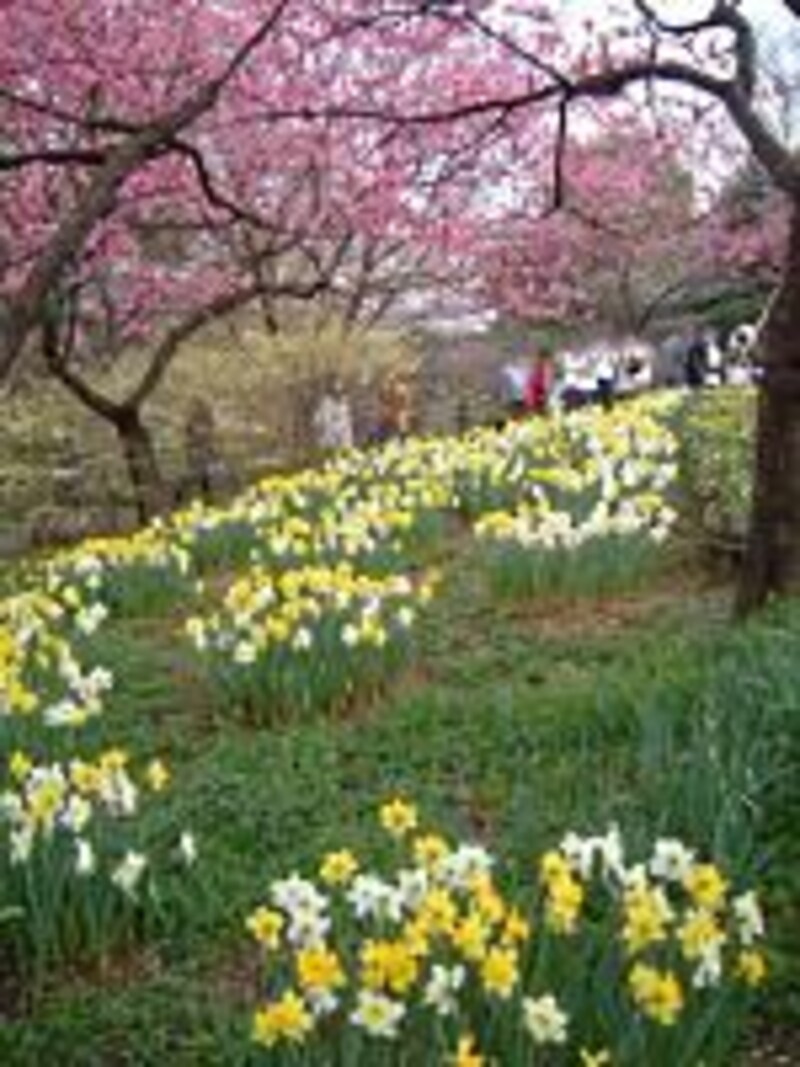 《東京》昭和記念公園の水仙と桃の花