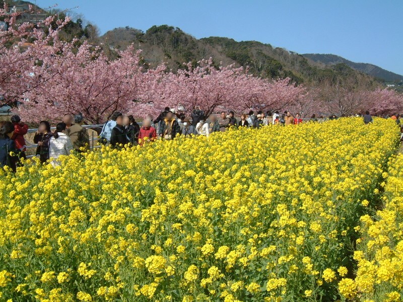 静岡/河津・河津桜と菜の花