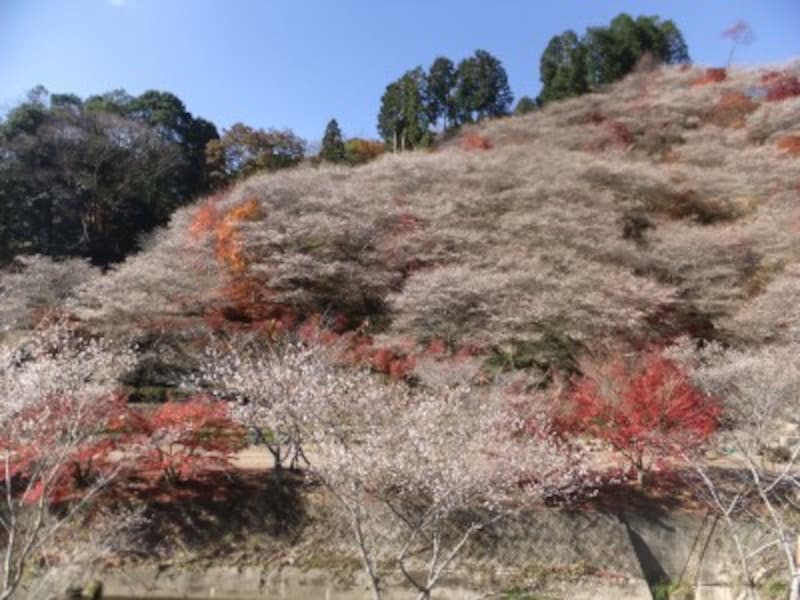 愛知／小原の四季桜と紅葉