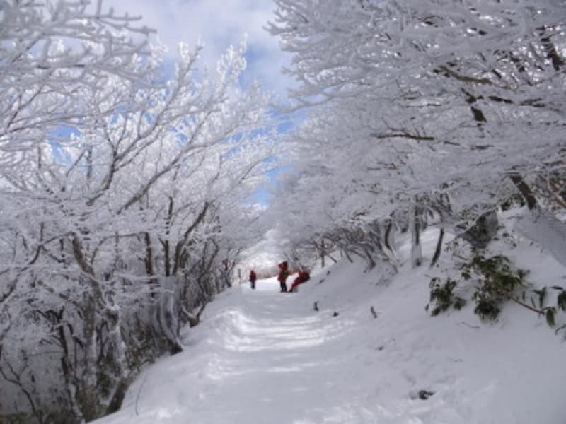 三重／御在所岳の樹氷