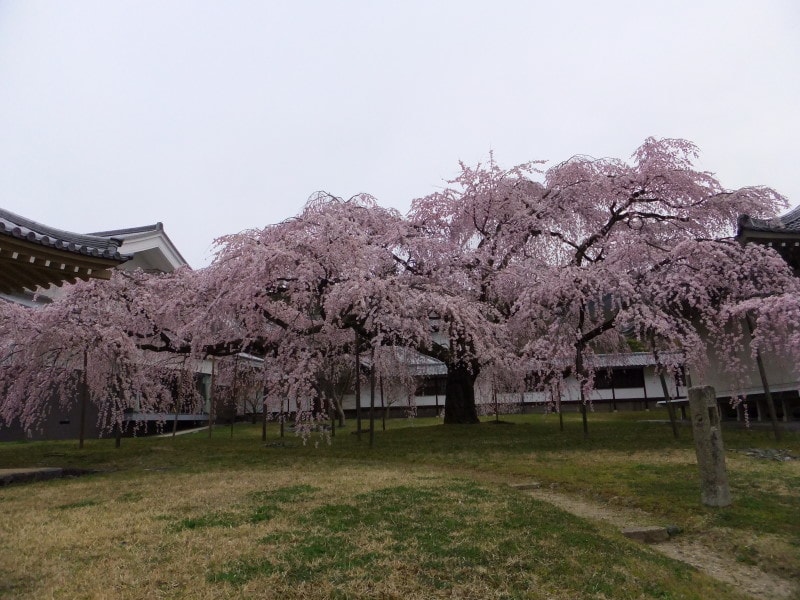 京都・醍醐寺