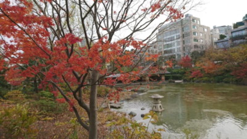 六本木・檜町公園の紅葉