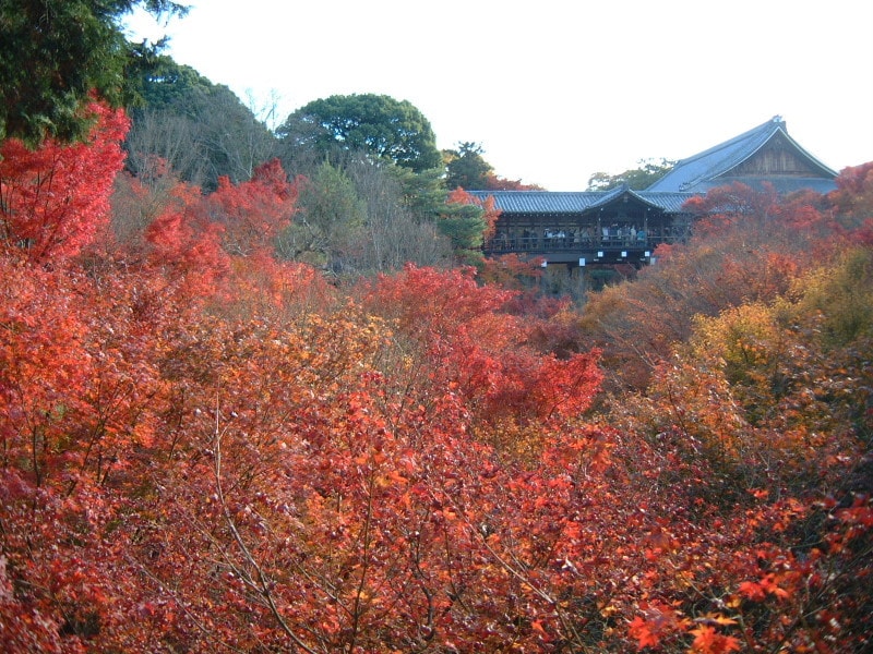 東福寺の紅葉