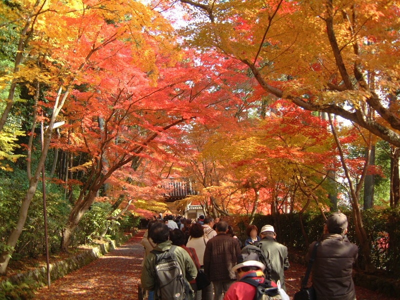 長岡京・光明寺の紅葉・黄葉