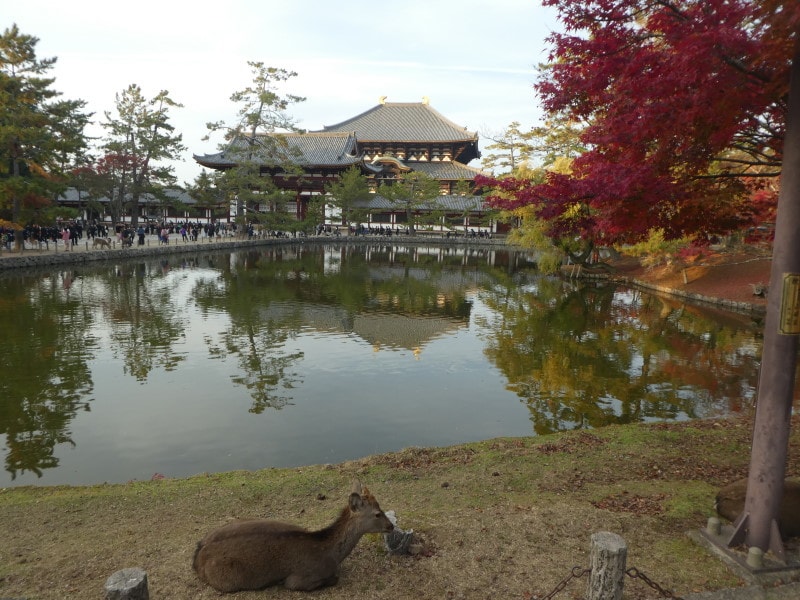 東大寺大仏殿と紅葉